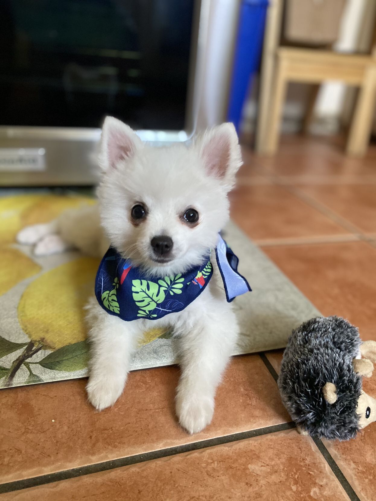 Toby